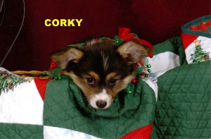Corky - NYC