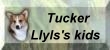 Tucker-Llyls